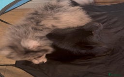 Pomsky dogs for sale: Pomeranian Merle Puppy one left  - Image 17