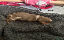 Miniature Dachshund dogs for sale: Miniature dachshund  - Image 4
