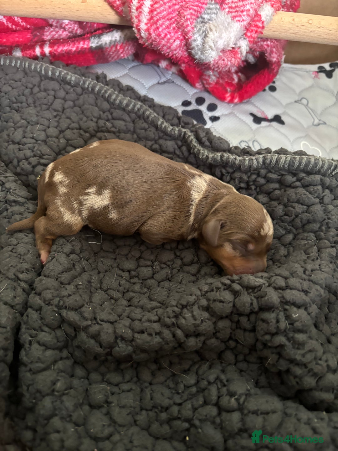 Miniature Dachshund dogs for sale: Miniature dachshund  - Image 4
