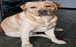 Labrador Retriever dogs for stud: Experienced show labrador at stud - Image 2