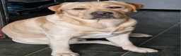 Labrador Retriever dogs for stud: Experienced show labrador at stud - Advert 2