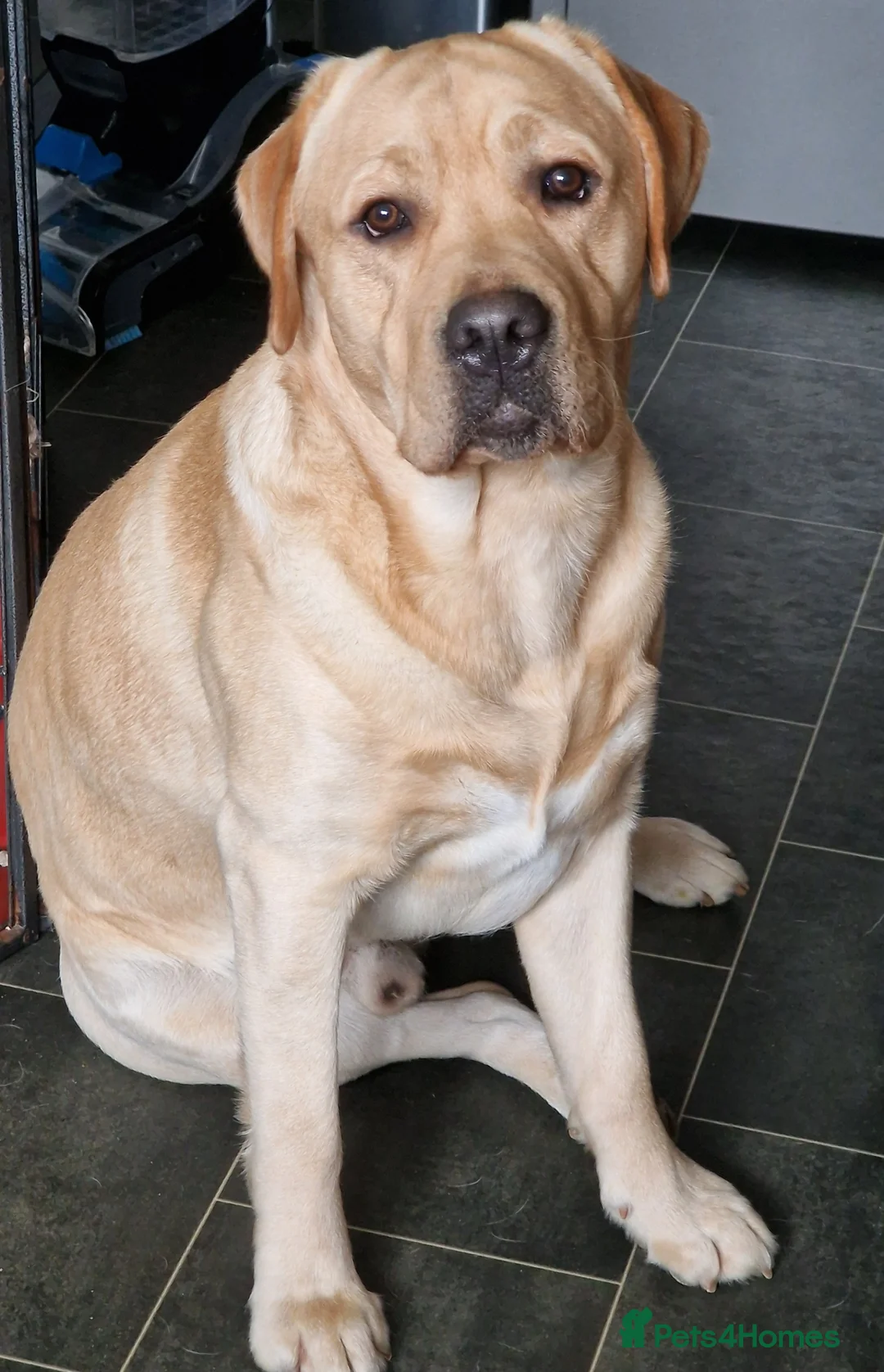 Labrador Retriever dogs for stud: Experienced show labrador at stud - Advert 2