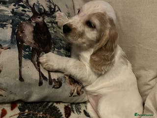 Cocker Spaniel dogs Cocker spaniel puppies (show type) - Advert 7