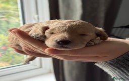 Cockapoo dogs for sale: F1BB Toy Cockapoo puppies - Image 21