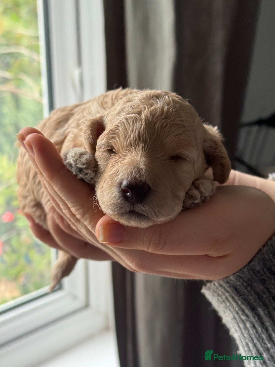 Cockapoo dogs for sale: F1BB Toy Cockapoo puppies - Image 21