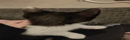 Mixed Breed cats for sale: Kittens for rehoming - Advert 5