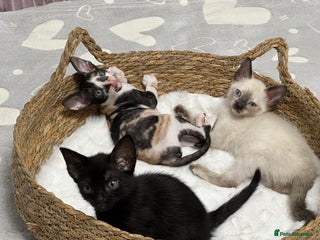 Mixed Breed cats 🌟Distinctive Cornish Rex Kittens for Reservation! - Advert 1