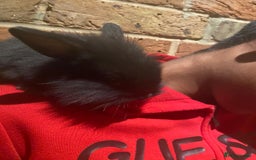 Dwarf Lop rabbits for sale: Dwraf Buinnes for Sale  - Advert 19