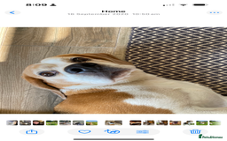 Beagle dogs for sale: 10 year old beagle up for adoption.  - Image 5