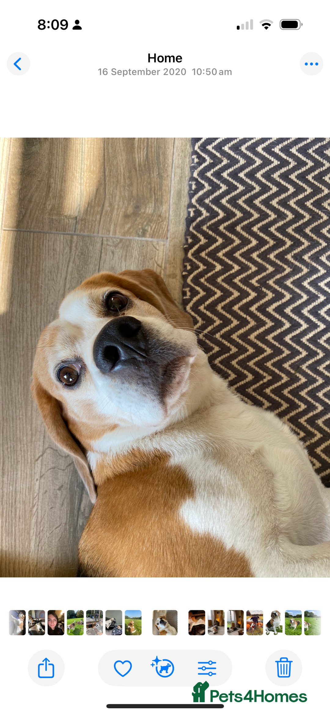 Beagle dogs for sale: 10 year old beagle up for adoption.  - Image 5