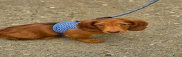 Miniature Dachshund dogs for sale: 1 male puppy left miniature Dachshund - Advert 1