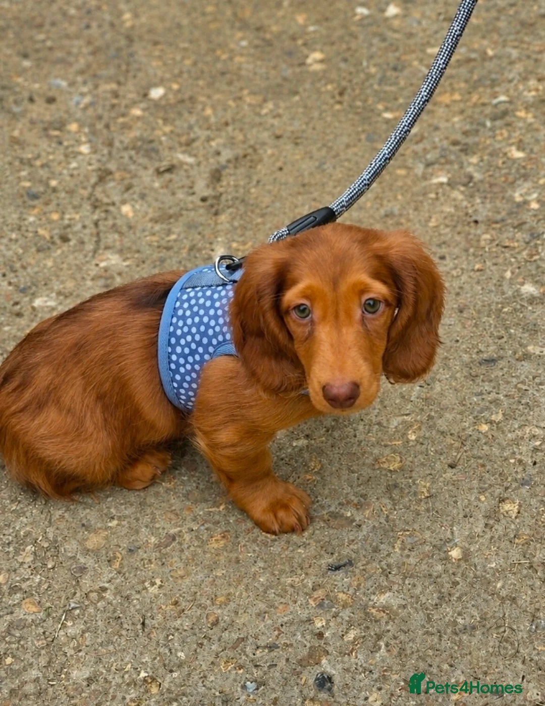 Miniature Dachshund dogs for sale: 1 male puppy left miniature Dachshund - Advert 1
