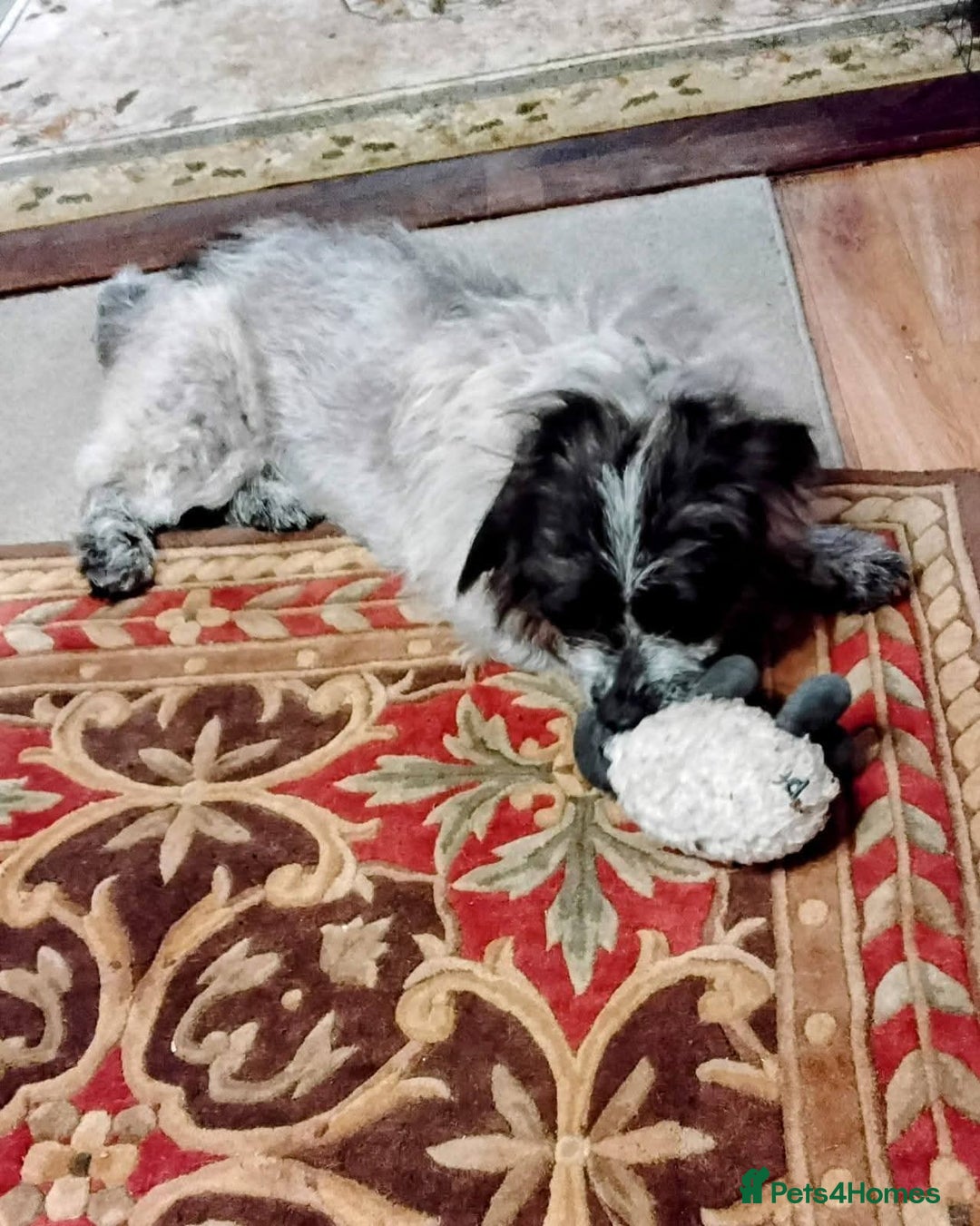 Mixed Breed dogs for adoption: Meet Binks, currently residing in Surrey - Advert 3