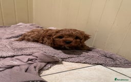 Cavapoo dogs for sale: Cute Cavapoo Male  - Image 3