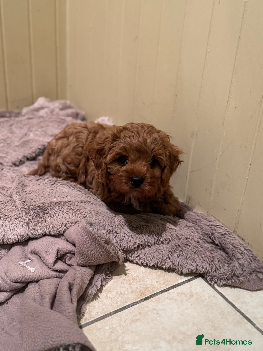 Cavapoo dogs for sale: Cute Cavapoo Male  - Image 3