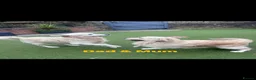 Golden Retriever dogs for sale: Beautiful KC registered Golden Retriver puppies  - Advert 19