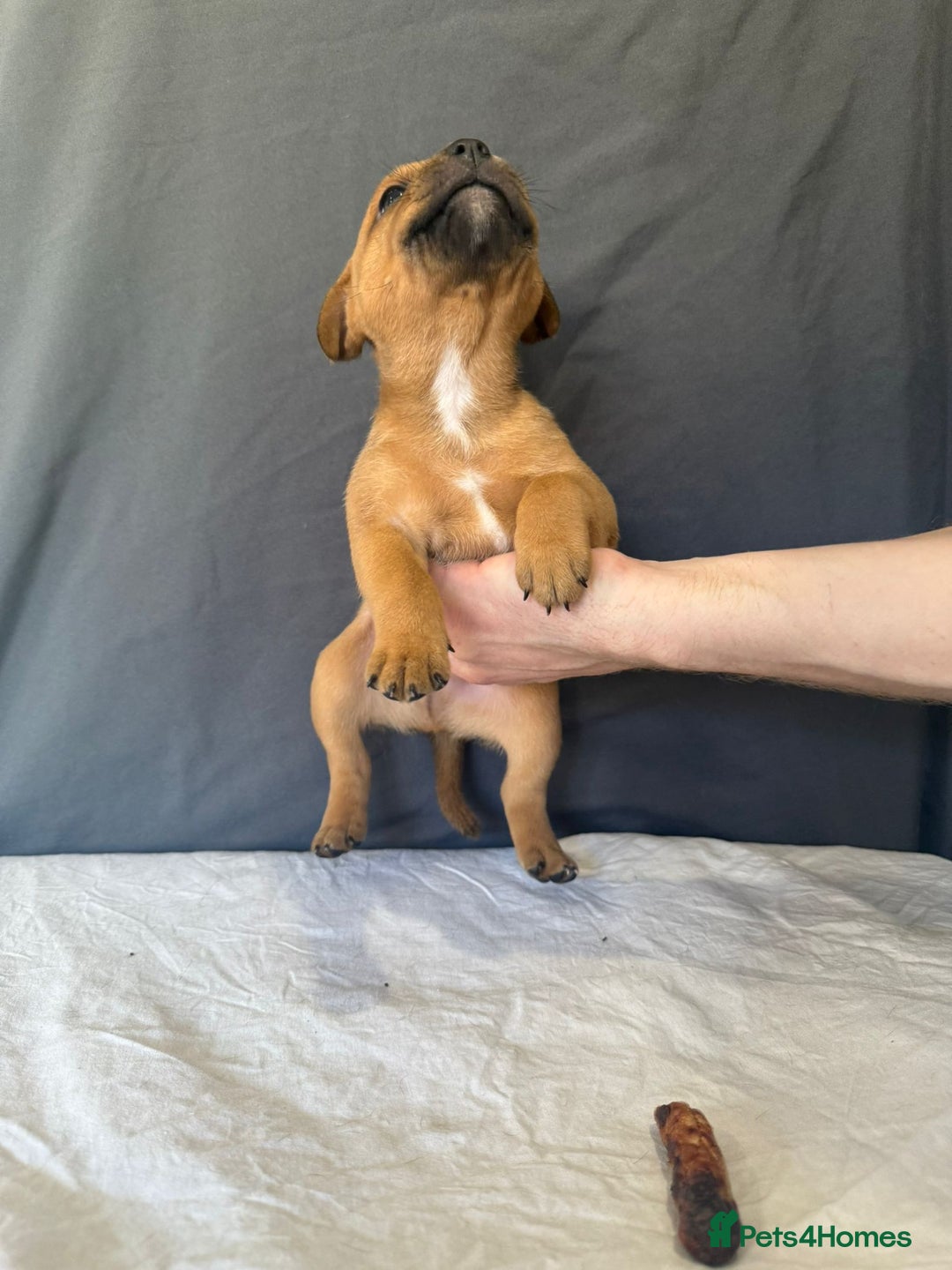 Staffordshire Bull Terrier dogs for sale: COI 3.6% Red staffordshire bull terrier's - Advert 4