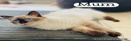 Ragdoll cats for sale: Pedigree Ragdoll Kittens  - Advert 19