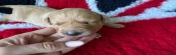 Labrador Retriever dogs for sale: Labrador retriever pups for sale - Advert 9
