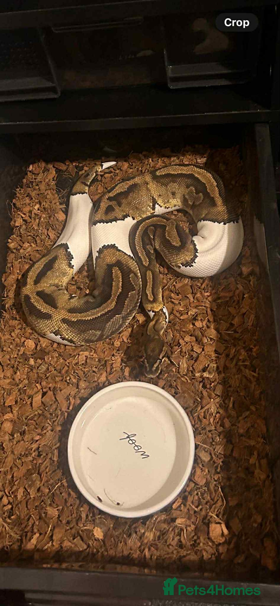 Python Snake reptiles for sale: Ball pythons / royal pythons  - Advert 2