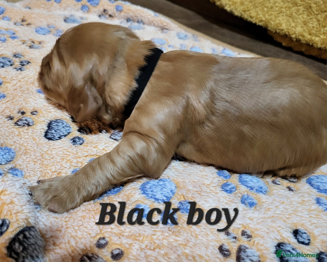 Cocker Spaniel dogs for sale: Working Cocker Spaniel Pups - Advert 6