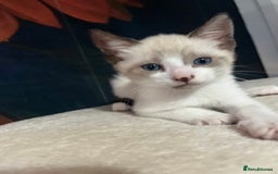 Snowshoe cats for sale: Four beautiful snowshoe kittens  - Image 7