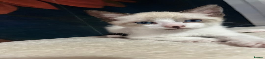 Snowshoe Kitten 3