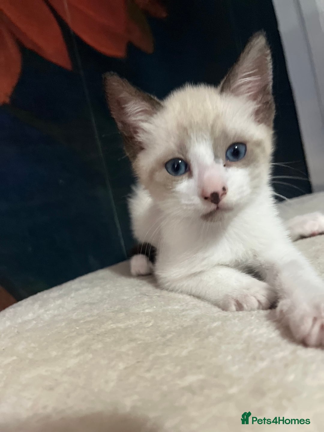 Snowshoe cats for sale: Four beautiful snowshoe kittens  - Image 7