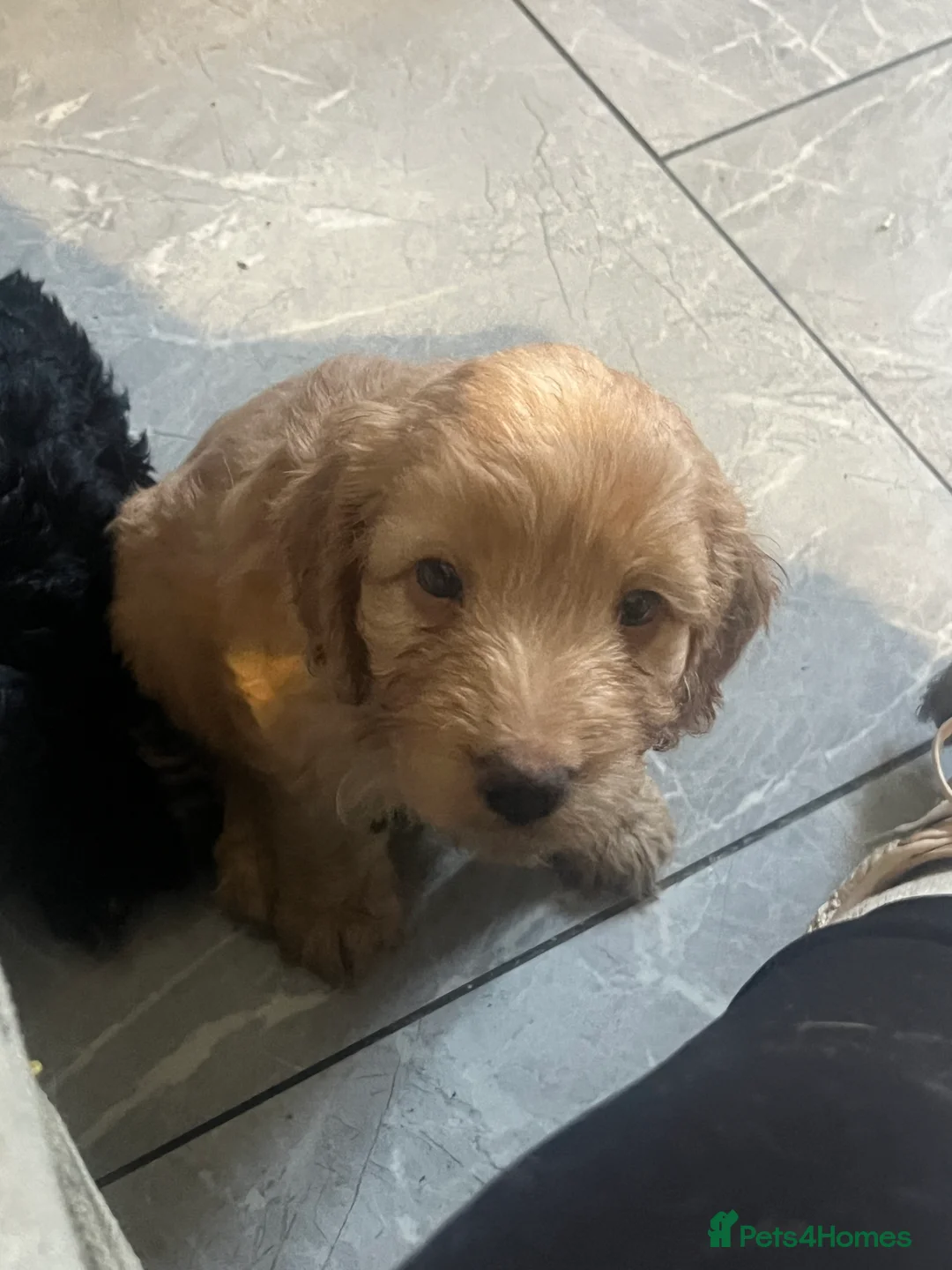 Cockapoo dogs for sale: 6 F1 cockapoo puppies  - Advert 4