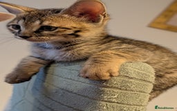Savannah cats for sale: Savannah F6 female kitten Ready now  - Image 8