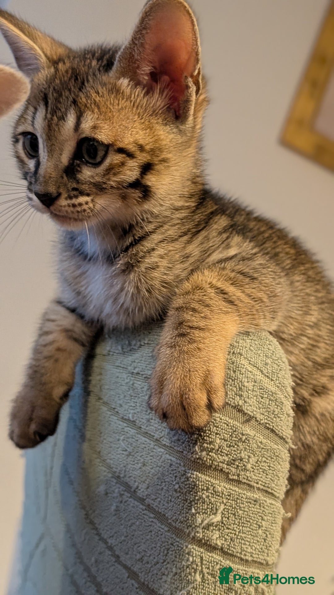 Savannah cats for sale: Savannah F6 female kitten Ready now  - Image 8