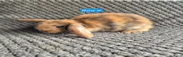 Mini Lop rabbits for sale: Mini Lop Bunnies - Advert 5