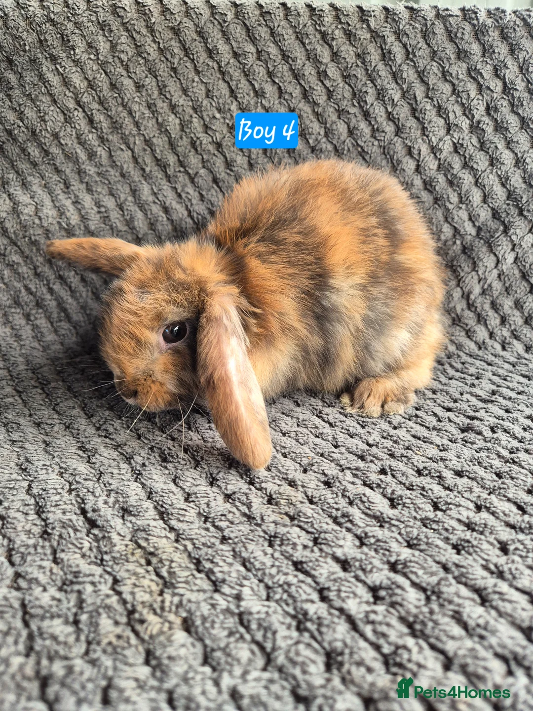 Mini Lop rabbits for sale: Mini Lop Bunnies - Advert 5