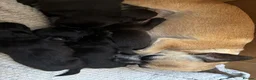 Chihuahua dogs for sale: Beautiful long haired black chihuahua puppies in Oxted - Advert 8