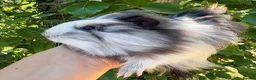 Guinea Pig rodents for sale: LOTS of Stunning Baby Girl Guinea Pigs 💗 - Advert 6