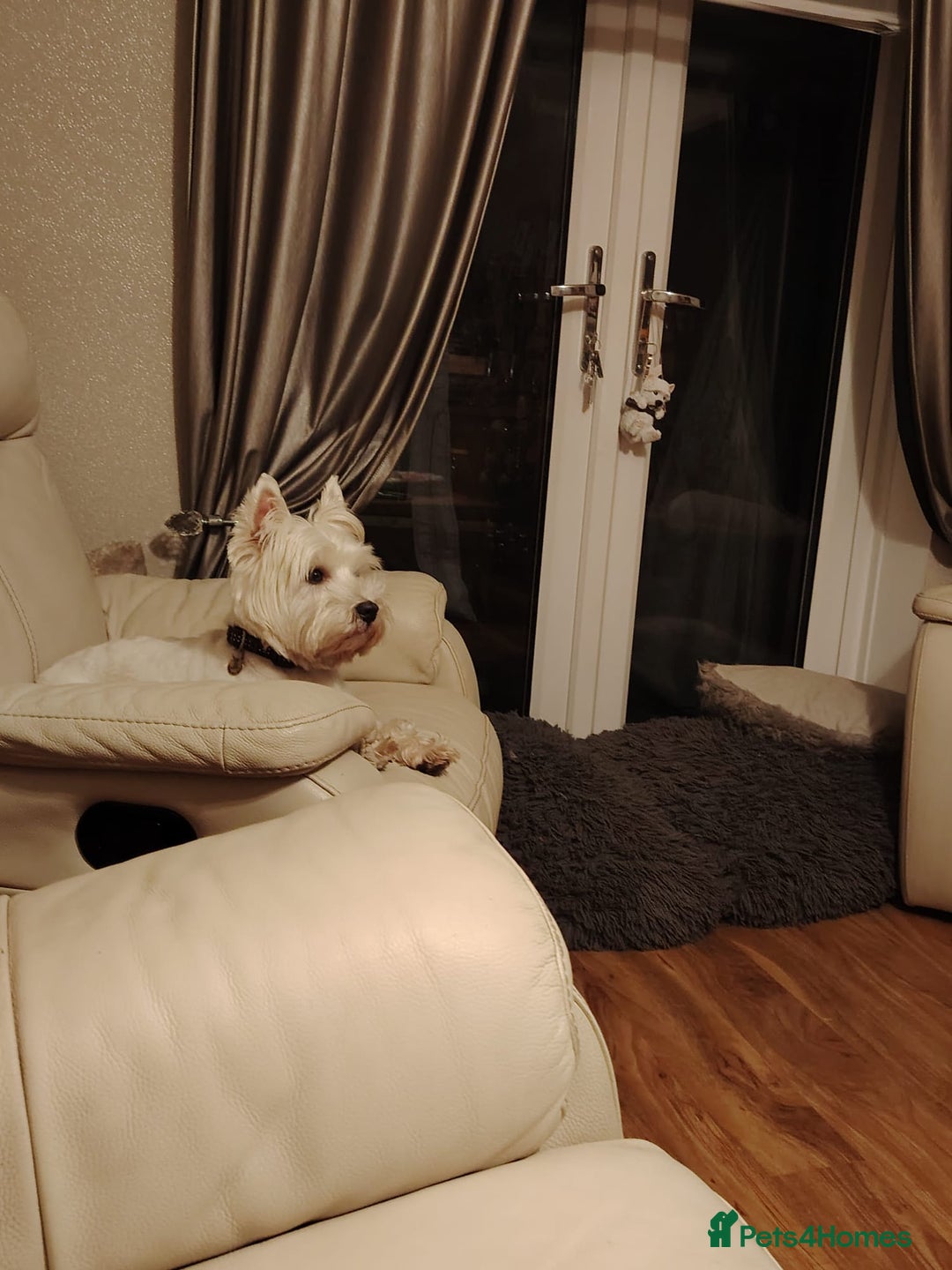 West Highland Terrier dogs for stud: West highland terrier for stud - Advert 1