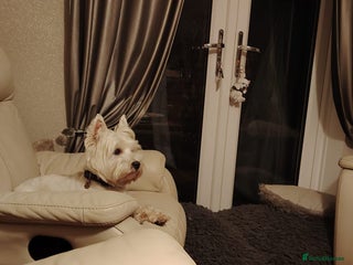 West Highland Terrier dogs West highland terrier for stud - Advert 3