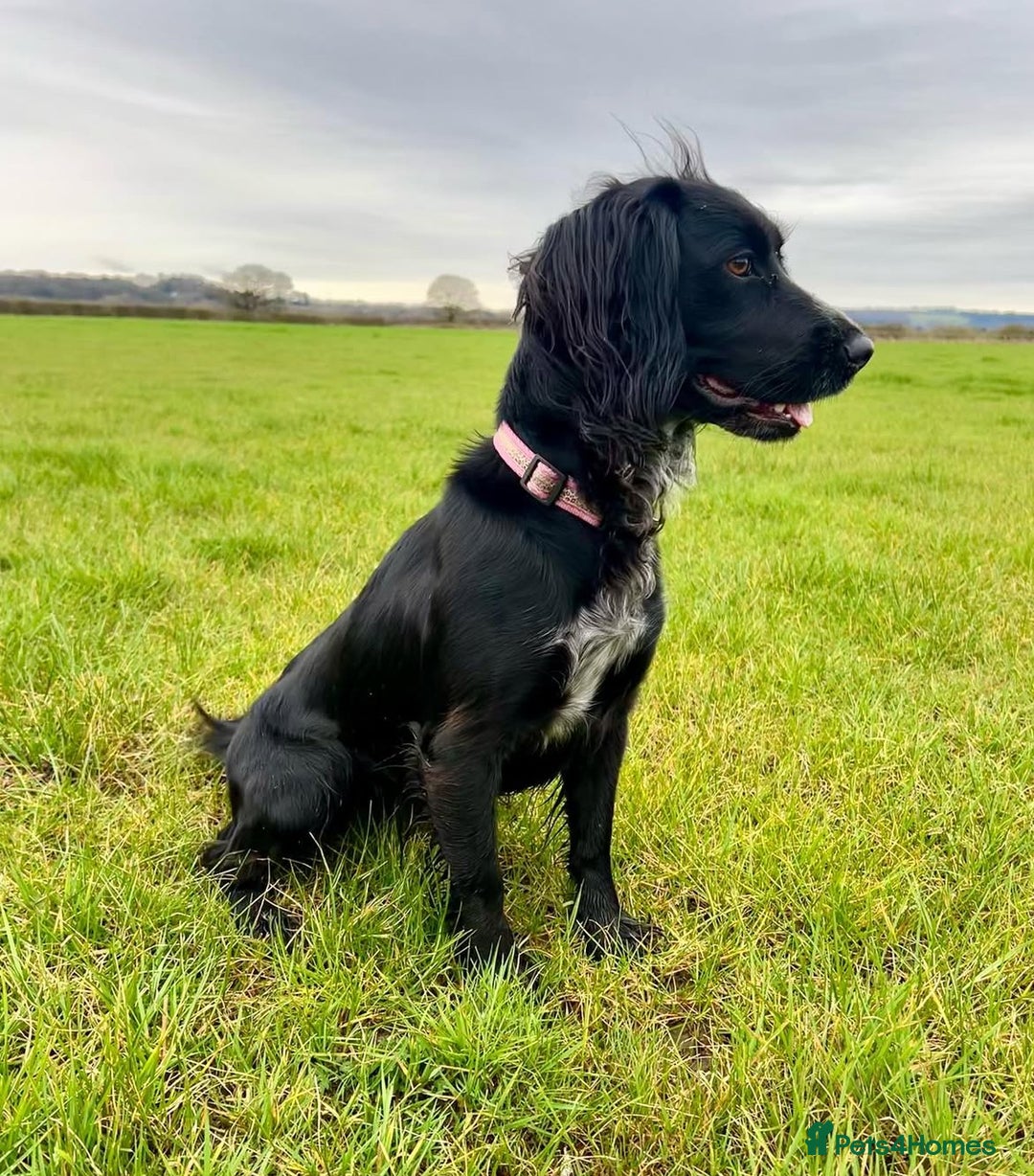 Cockapoo dogs for sale: Beautiful F1 Cockapoos - Advert 2