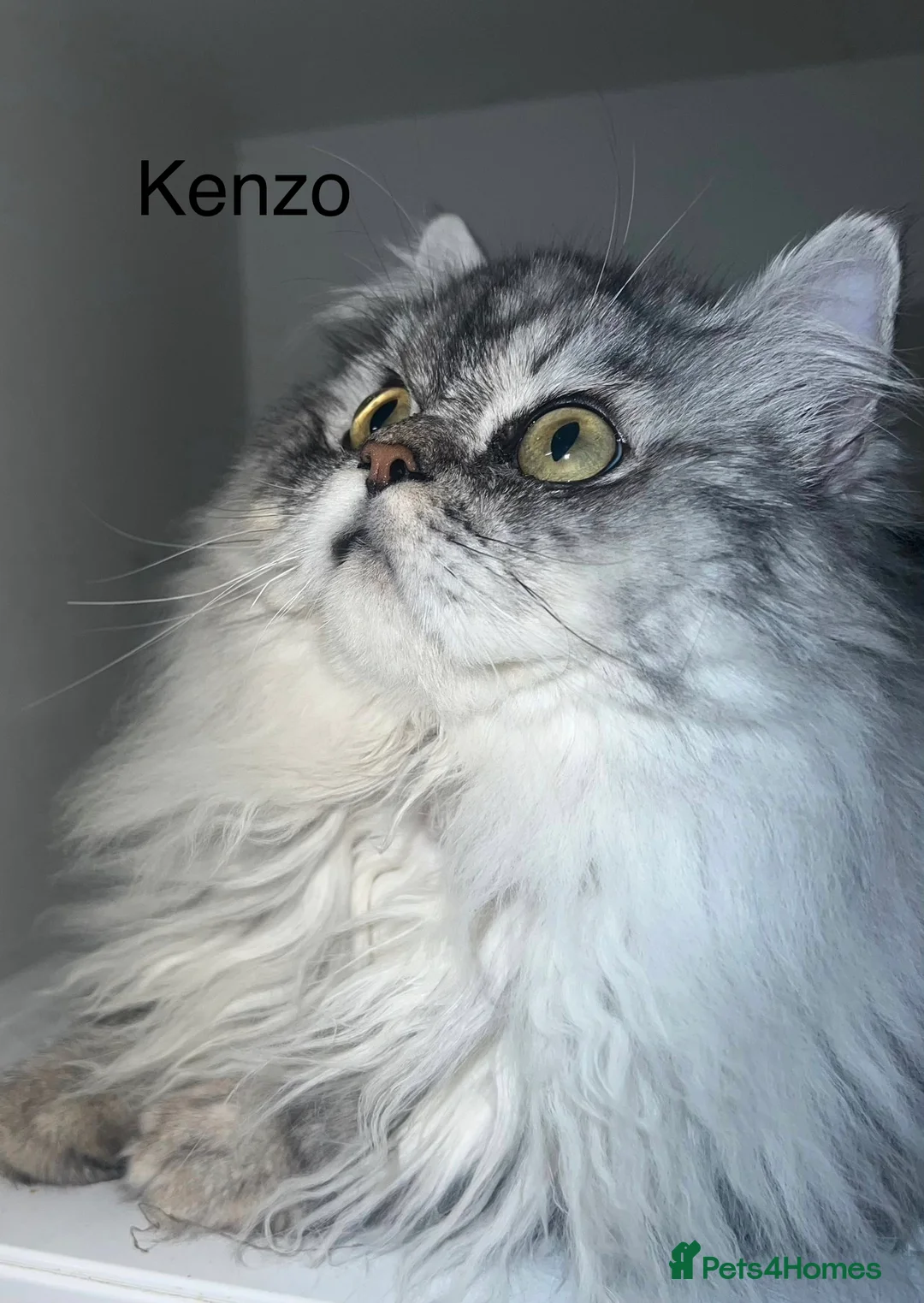 Persian cats for sale: Pure Persian Kittens for Sale: 2 Males & 2 Females in Leeds - Advert 2