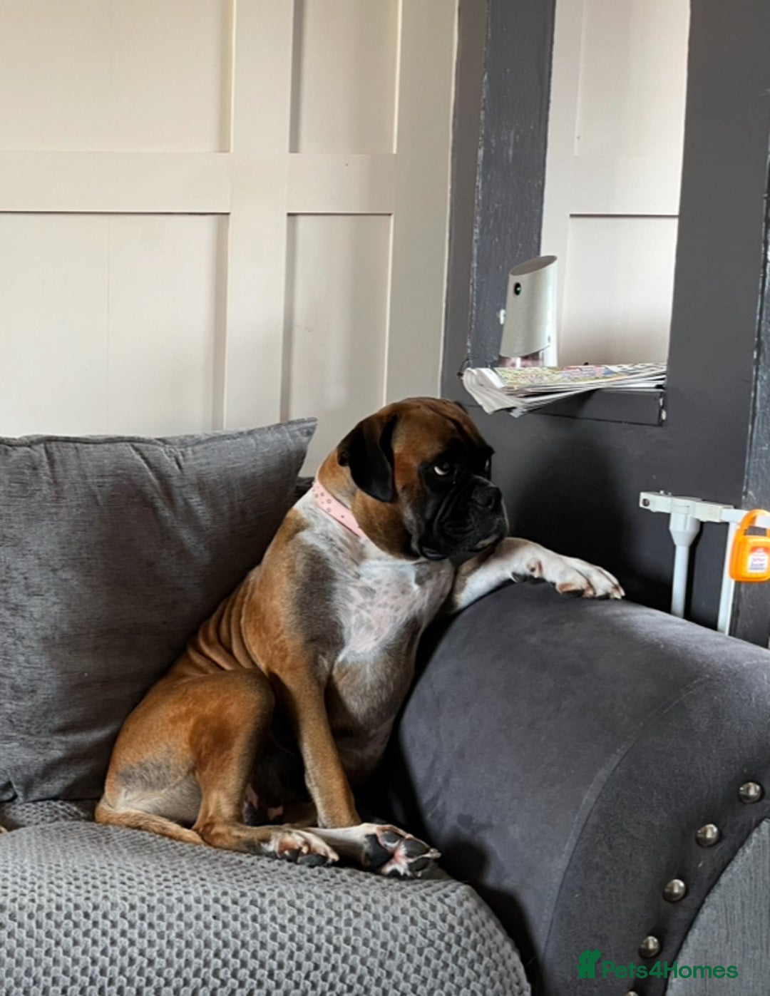 Boxer dogs for sale: Boxer puppies for sale  - Advert 4