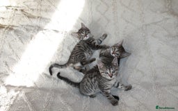 Bengal cats for sale: Adorable, affectionate, so cute kittens for sale!! - Image 16