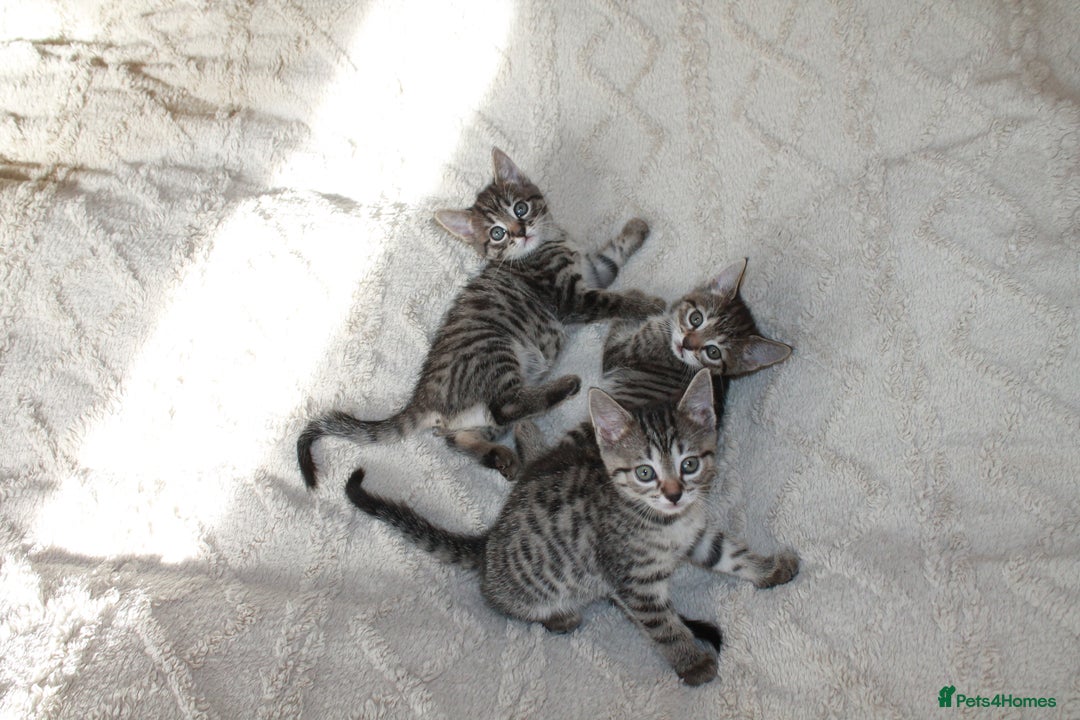 Bengal cats for sale: Adorable, affectionate, so cute kittens for sale!! - Image 16