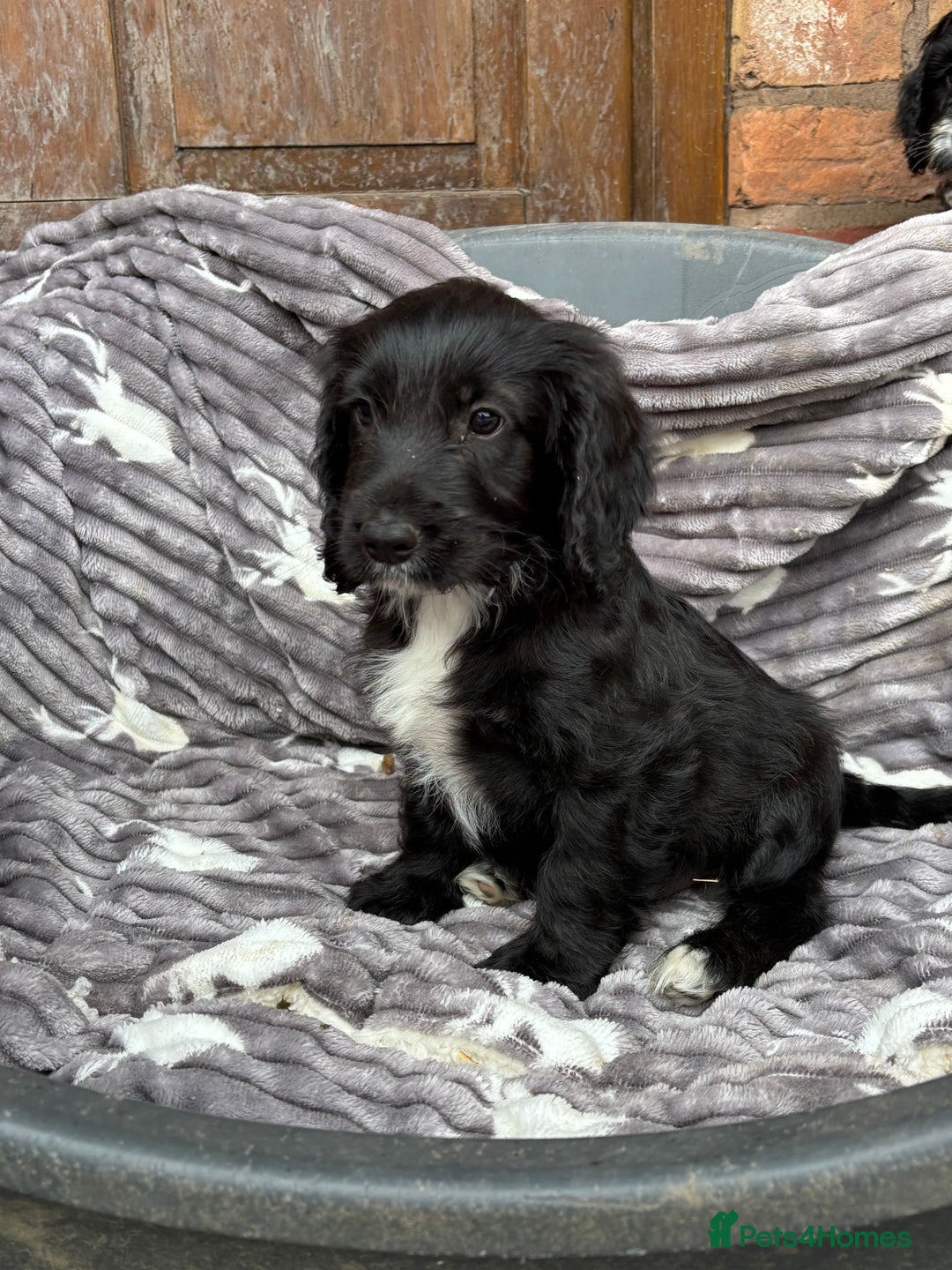 Cockapoo dogs for sale: F1 Adorable CockerPoo Puppies  - Image 4