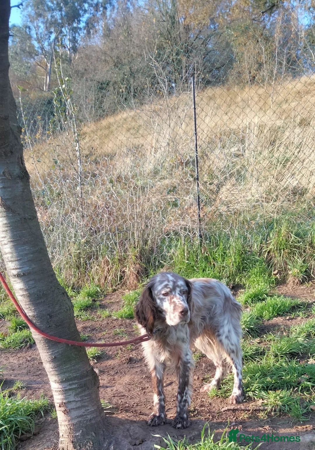 English Setter dogs for adoption: Yako  - Advert 6