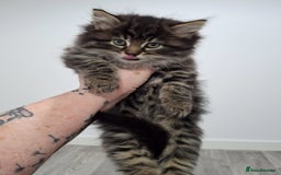 Maine Coon cats for sale: Absolutely Stunning Part Maine Coon Kittens - Advert 4