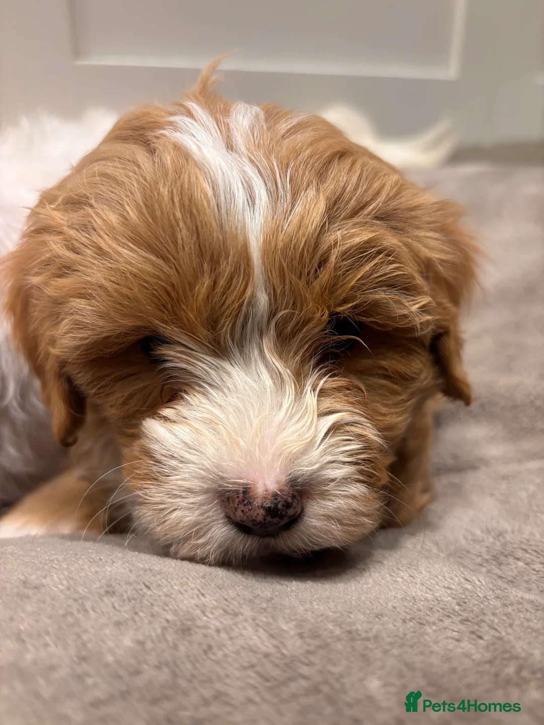 Maltese dogs for sale: Stunning F1 health tested Maltipoo pups in Northallerton - Advert 2