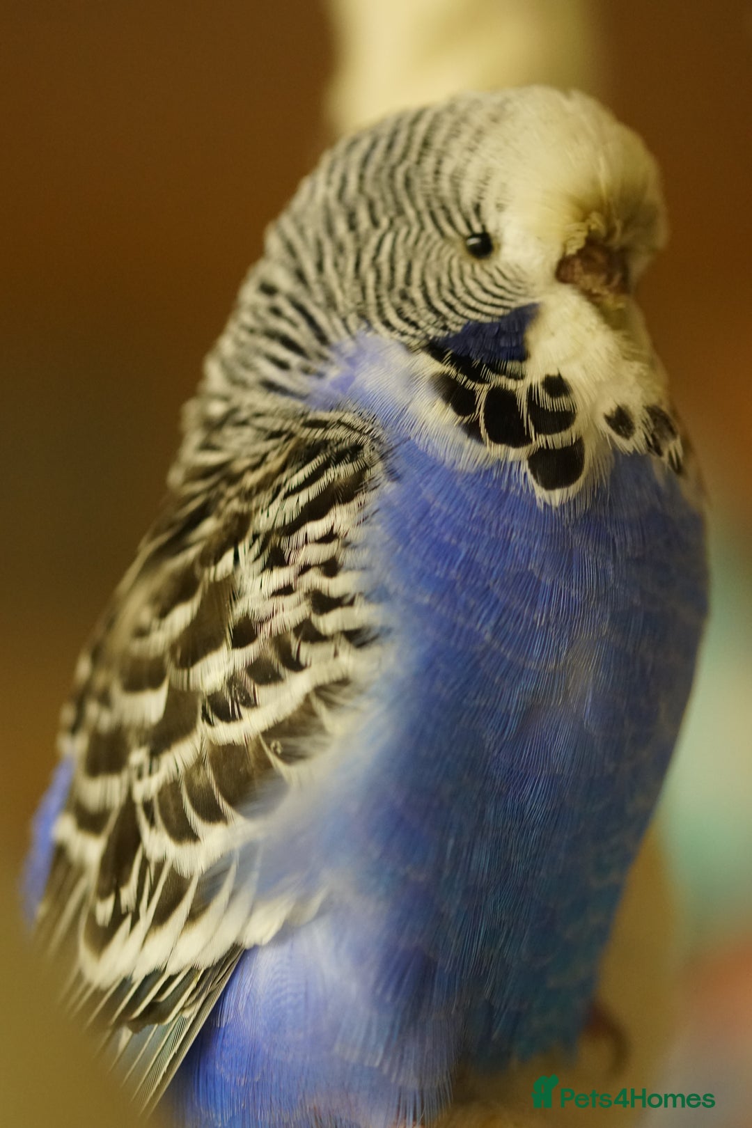 Budgerigars birds for sale: Budgies  - Advert 25