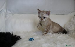 Bengal cats for sale: Beautiful Bengal kittens - Image 18