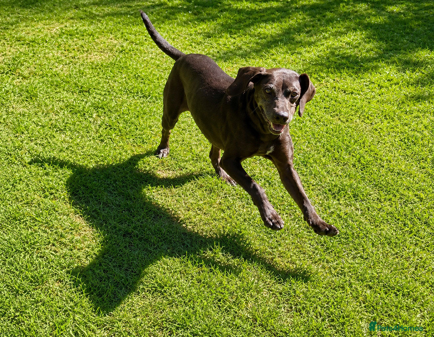 Mixed Breed dogs Rhea – Loving girl – Ready for Forever Home - Advert 2