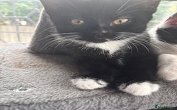 Domestic Shorthair cats for sale: 3 beuatiful Kittens ready for sale - Image 1